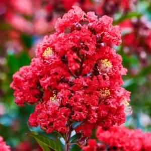 Red Crepe Myrtle Tree, Red Crape Myrtle Plant Live, Size 8-15 Inch Tall, in Quart Pot