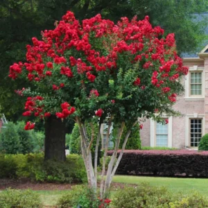 Red Crepe Myrtle Tree, Red Crape Myrtle Plant Live, Size 8-15 Inch Tall, in Quart Pot