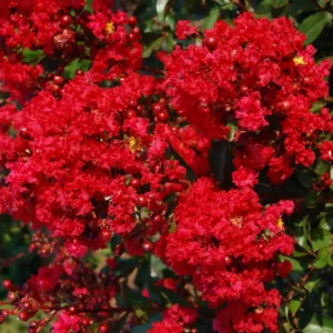 Red Crape Myrtle Plant Live, Hardy Crepe Myrtle Tree in Quart Pot, 8-15 Inch Tall, Ornamental Crepe Myrtle Flowering Ideal for Gardens and Yards
