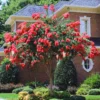 Red Crepe Myrtle Tree, Red Crape Myrtle Plant Live, Size 8-15 Inch Tall, in Quart Pot