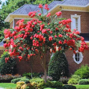 Red Crepe Myrtle Tree, Red Crape Myrtle Plant Live, Size 8-15 Inch Tall, in Quart Pot