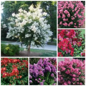2-Pack Assorted Crape Myrtle Trees – Hardy Crepe Myrtle Plants - Size 18-24 Inch Ornamental Plants in Quart Pot, Beautiful Myrtle Flower Bushes