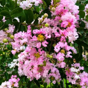 2-Pack Assorted Crape Myrtle Trees – Hardy Crepe Myrtle Plants - Size 18-24 Inch Ornamental Plants in Quart Pot, Beautiful Myrtle Flower Bushes