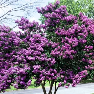 2-Pack Assorted Crape Myrtle Trees – Hardy Crepe Myrtle Plants - Size 18-24 Inch Ornamental Plants in Quart Pot, Beautiful Myrtle Flower Bushes