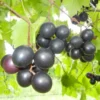 1 Muscadine Grape Vine, Grape Plant Live, Hardy Grape Fruit Tree, Potted in 4-Inch Container for Backyard Gardening