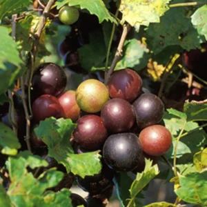 1 Muscadine Grape Vine, Grape Plant Live, Hardy Grape Fruit Tree, Potted in 4-Inch Container for Backyard Gardening