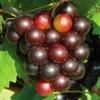 1 Muscadine Grape Vine, Grape Plant Live, Hardy Grape Fruit Tree, Potted in 4-Inch Container for Backyard Gardening