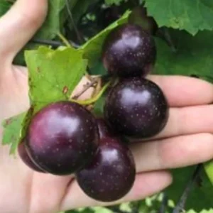 1 Muscadine Grape Vine, Grape Plant Live, Hardy Grape Fruit Tree, Potted in 4-Inch Container for Backyard Gardening
