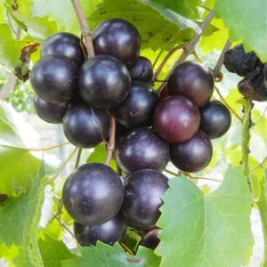 2 Muscadine Grape Vine, Grape Plants Live, Hardy Grape Fruit Trees, in 4 Inch Pot for Fruit Growing, Landscaping, and Outdoor Spaces