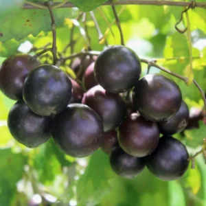 2 Muscadine Grape Vine, Grape Plants Live, Hardy Grape Fruit Trees, in 4 Inch Pot for Fruit Growing, Landscaping, and Outdoor Spaces