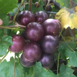 3 Muscadine Grape Vine, Grape Plants Live, Hardy Grape Fruit Trees, in 4 Inch Pot, Ideal for Fresh Grape Growing and Outdoor Planting