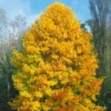 2 Tulip Poplar Trees Live Plants, 12-18 Inch Tall Bareroots for Easy Planting, Fast-Growing Shade Trees for Outdoor Gardens and Landscaping