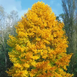 2 Tulip Poplar Trees Live Plants, 12-18 Inch Tall Bareroots for Easy Planting, Fast-Growing Shade Trees for Outdoor Gardens and Landscaping