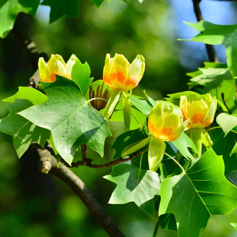 2 Tulip Poplar Trees Live Plants, 12-18 Inch Tall Bareroots for Easy Planting, Fast-Growing Shade Trees for Outdoor Gardens and Landscaping