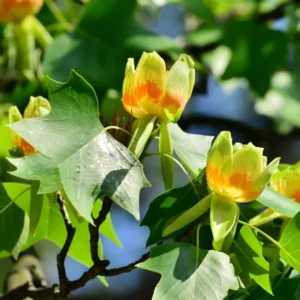 2 Tulip Poplar Trees Live Plants, 12-18 Inch Tall Bareroots for Easy Planting, Fast-Growing Shade Trees for Outdoor Gardens and Landscaping
