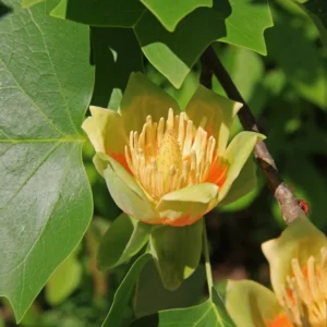 2 Tulip Poplar Trees Live Plants, 12-18 Inch Tall Bareroots for Easy Planting, Fast-Growing Shade Trees for Outdoor Gardens and Landscaping