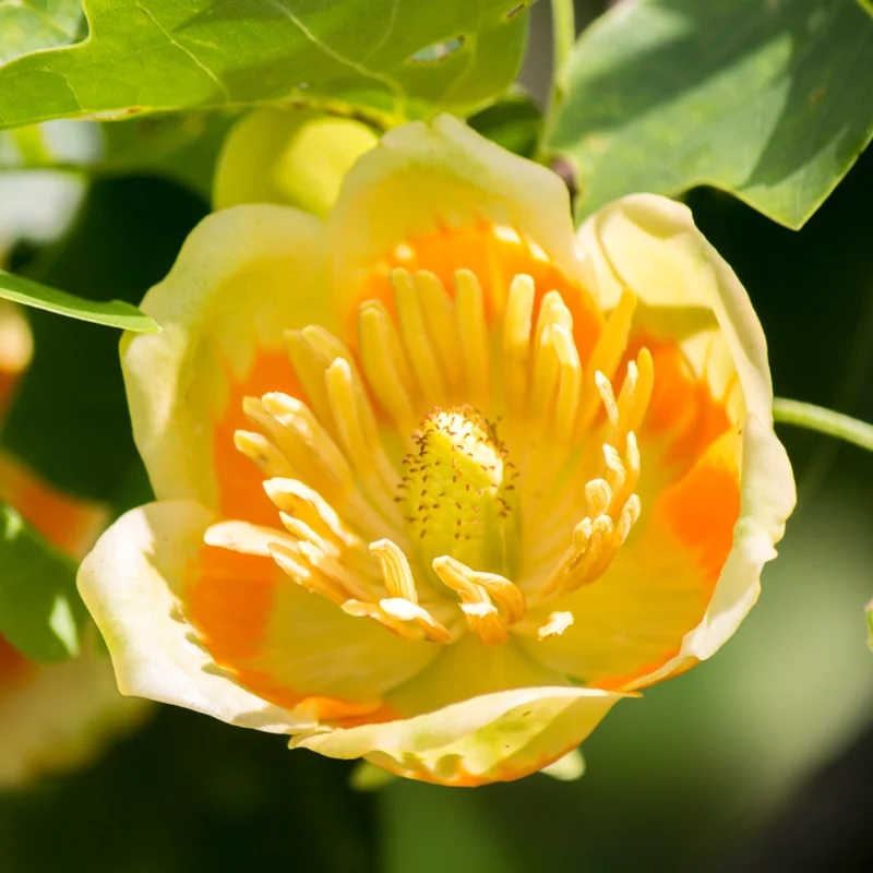 2 Tulip Poplar Trees Live Plants, 12-18 Inch Tall Bareroots for Easy Planting, Fast-Growing Shade Trees for Outdoor Gardens and Landscaping