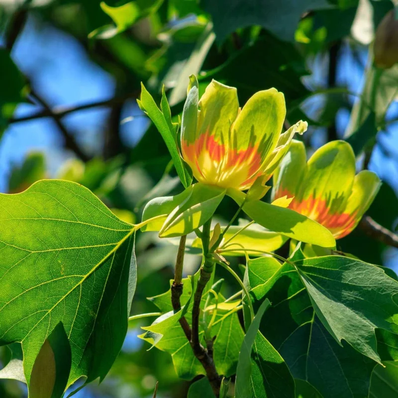 2 Tulip Poplar Trees Live Plants, 12-18 Inch Tall Bareroots for Easy Planting, Fast-Growing Shade Trees for Outdoor Gardens and Landscaping