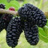 Sweet Dwarf Mulberry Tree Live – Mulberry Plants Live for Planting, Compact 6-10 Inch Fruit Seedlings, Potted in 3.5-Inch Container