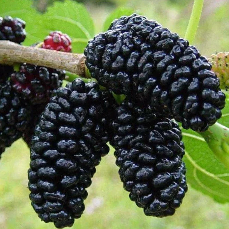 Sweet Dwarf Mulberry Tree Live – Mulberry Plants Live for Planting, Compact 6-10 Inch Fruit Seedlings, Potted in 3.5-Inch Container