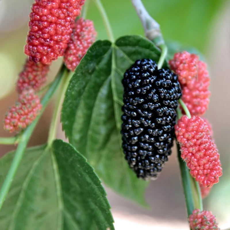 Sweet Dwarf Mulberry Tree Live – Mulberry Plants Live for Planting, Compact 6-10 Inch Fruit Seedlings, Potted in 3.5-Inch Container