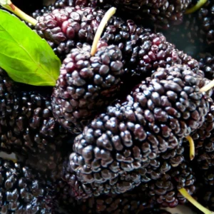 Sweet Dwarf Mulberry Tree Live – Mulberry Plants Live for Planting, Compact 6-10 Inch Fruit Seedlings, Potted in 3.5-Inch Container