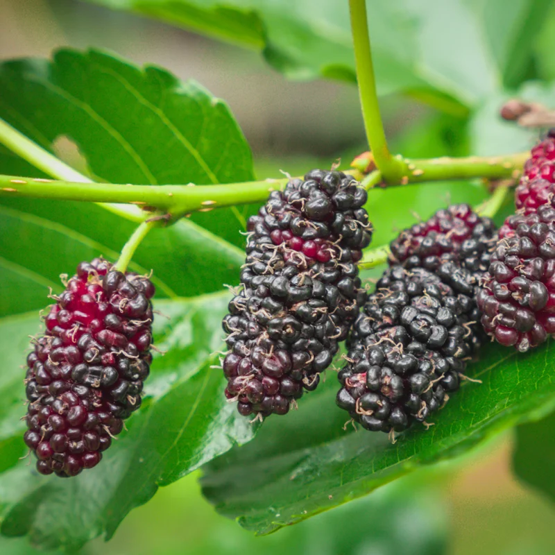 Sweet Dwarf Mulberry Tree Live – Mulberry Plants Live for Planting, Compact 6-10 Inch Fruit Seedlings, Potted in 3.5-Inch Container
