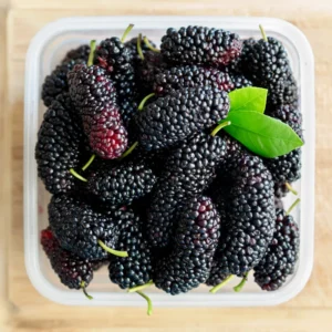 Sweet Dwarf Mulberry Tree Live – Mulberry Plants Live for Planting, Compact 6-10 Inch Fruit Seedlings, Potted in 3.5-Inch Container