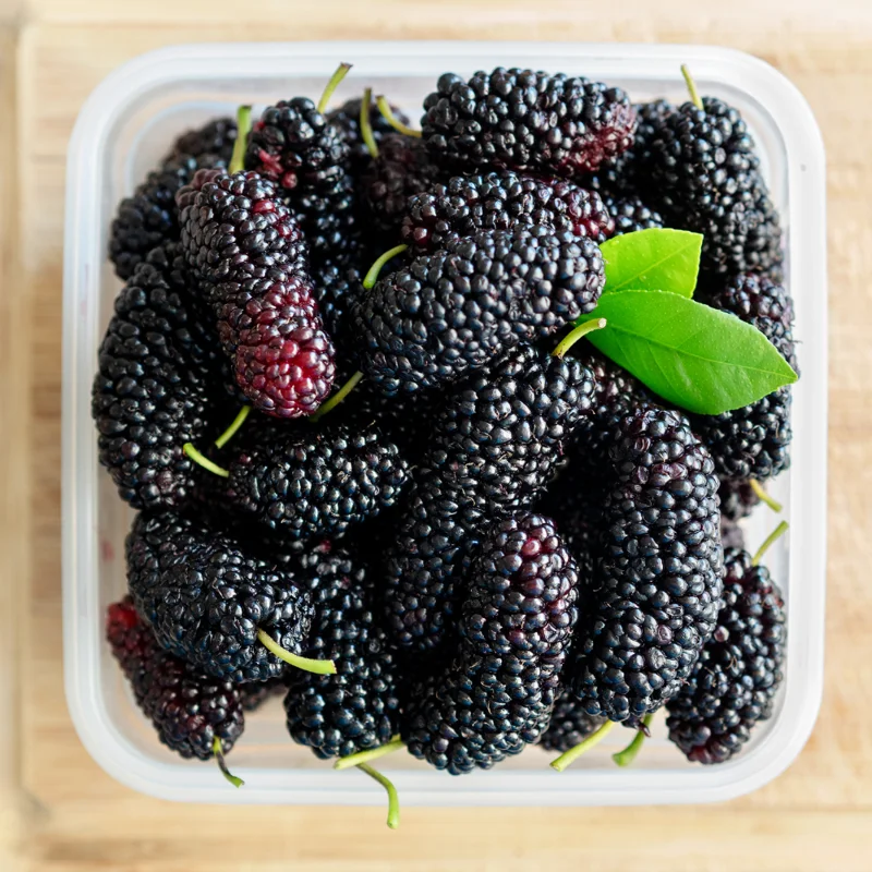 Sweet Dwarf Mulberry Tree Live – Mulberry Plants Live for Planting, Compact 6-10 Inch Fruit Seedlings, Potted in 3.5-Inch Container