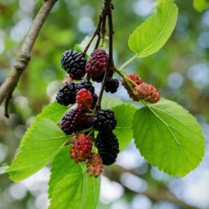 2 Dwarf Mulberry Plants Live, Fast-Growing 6-10 Inch Tall Mulberry Trees for Sweet Fruit Harvest, Ideal for Gardens, in 3.5-Inch Pots