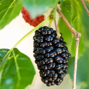 3 Dwarf Mulberry Plants Live, in 3.5 Inch Pot, 6-10 Inch Tall, Sweet Mulberry Fruit Trees for Planting, Mulberries Seedlings