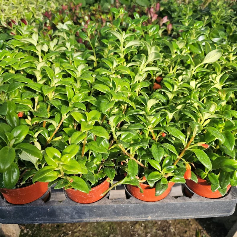 Goldfish Plant Live in 2 Inch Pot, Tropical Goldfish Hybrid Plant
