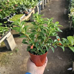 Goldfish Plant Live in 2 Inch Pot, Tropical Goldfish Hybrid Plant