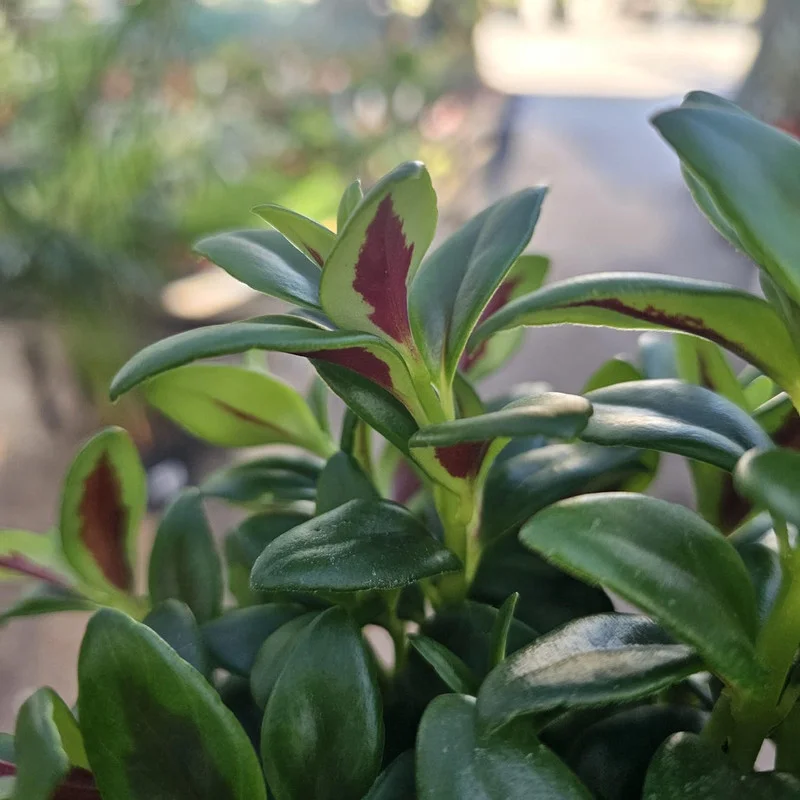 Lady Goldfish Plant Live in Pot, Tropical Goldfish Plant for Hanging Basket, Goldfish Plant Live Indoor Outdoor