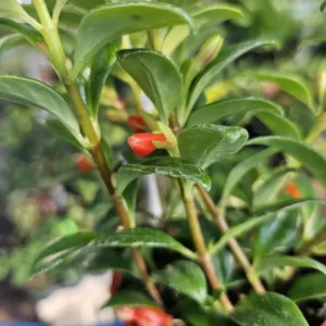 Goldfish Plant Live in 2 Inch Pot, Tropical Goldfish Hybrid Plant