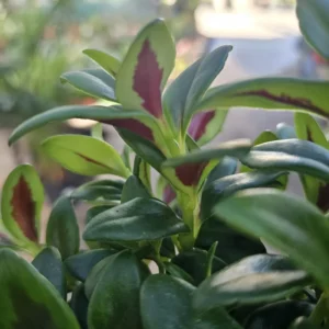 Lady Goldfish Plant Live in Pot, Tropical Goldfish Plant for Hanging Basket, Goldfish Plant Live Indoor Outdoor