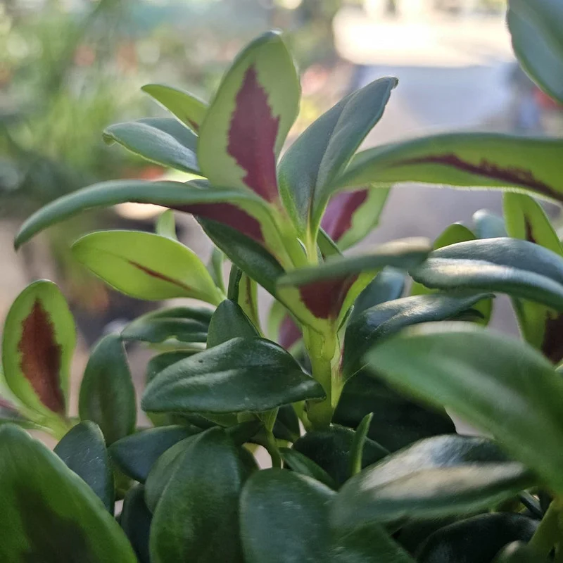 Lady Goldfish Plant Live in Pot, Tropical Goldfish Plant for Hanging Basket, Goldfish Plant Live Indoor Outdoor