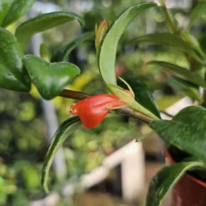 Christmas Holly Goldfish Plant