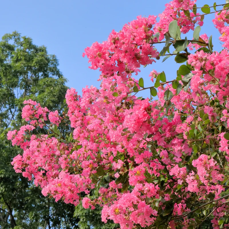 Crepe Myrtle Tree, 18-24 Inch Tall, Ornamental Crape Myrtle Plant Live, in Quart Pot, Fragrant Myrtle Flowers Bush Shrub