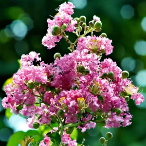 Crepe Myrtle Tree, 18-24 Inch Tall, Ornamental Crape Myrtle Plant Live, in Quart Pot, Fragrant Myrtle Flowers Bush Shrub