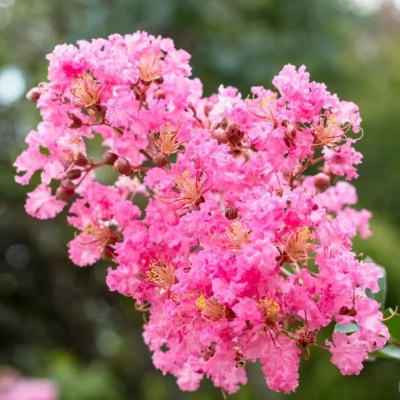 Crepe Myrtle Tree, 18-24 Inch Tall, Ornamental Crape Myrtle Plant Live, in Quart Pot, Fragrant Myrtle Flowers Bush Shrub