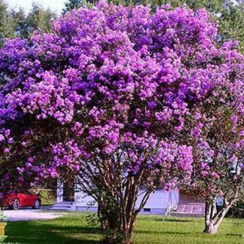 Purple Crepe Myrtle