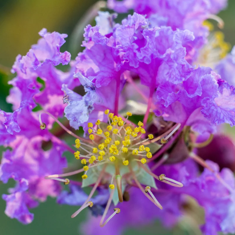Purple Crepe Myrtle