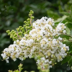 White Crepe Myrtle