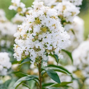 White Crepe Myrtle