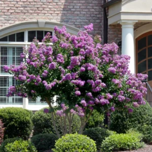 2 Crepe Myrtle Trees, Ornamental Flowering Crape Myrtle Plants Live, 18-24 Inches Tall in Quart Pot, Fragrant Myrtle Shrub for Yards