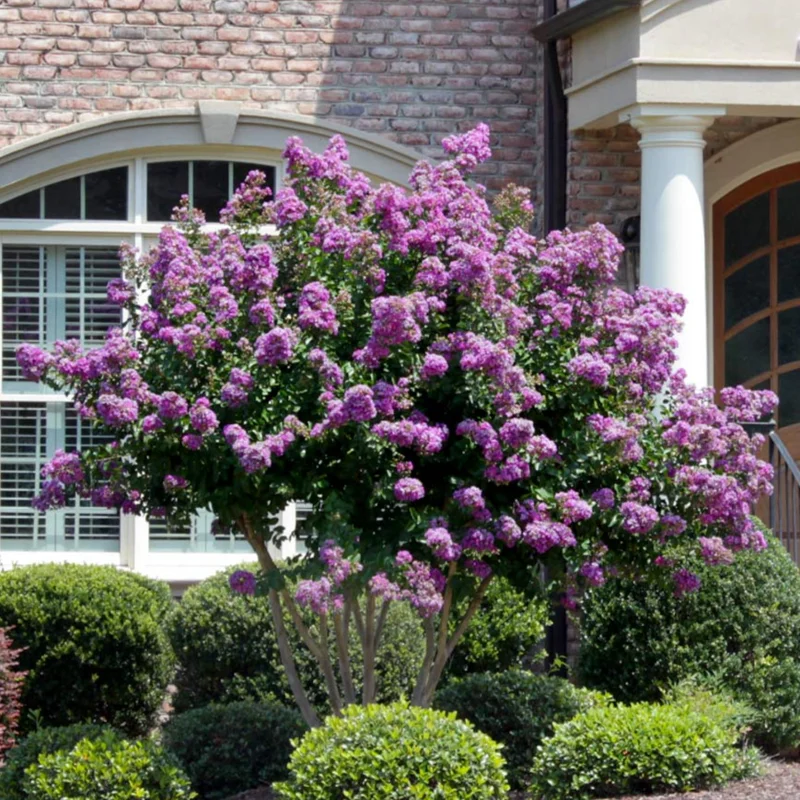 2 Crepe Myrtle Trees, Ornamental Flowering Crape Myrtle Plants Live, 18-24 Inches Tall in Quart Pot, Fragrant Myrtle Shrub for Yards