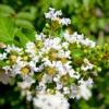 2 White Crepe Myrtle Trees