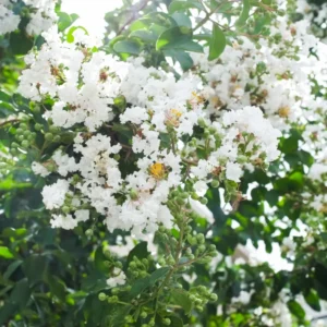 2 White Crepe Myrtle Trees