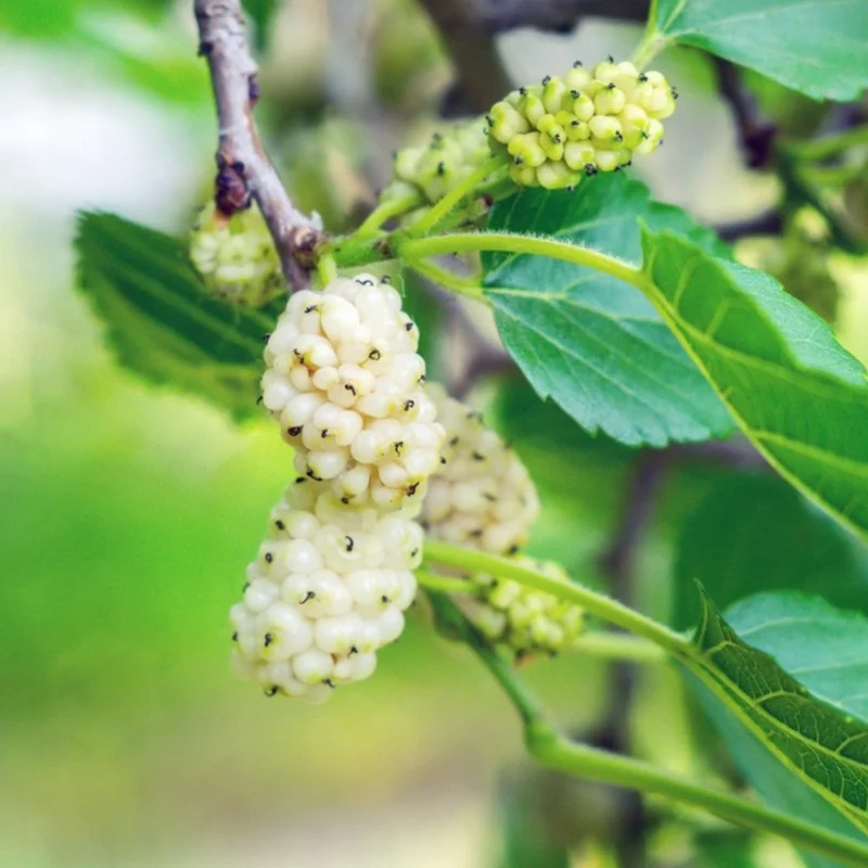 Set of 2 White Mulberry Plants Live Bareroots, Sweet Mulberry Fruit Trees for Planting, Mulberries Seedlings